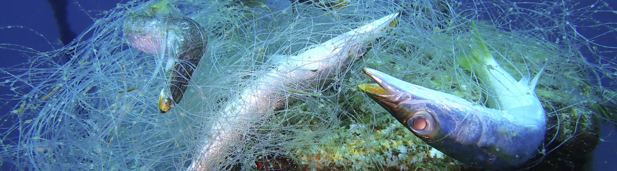 Ghost nets – deadly traps in the Baltic Sea - Chroń Morze